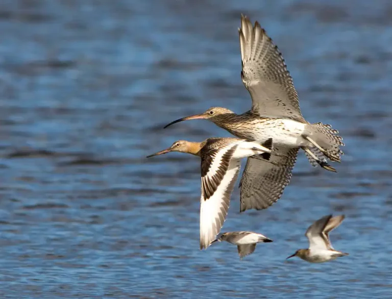 Aves volando sobre el Complejo Intermareal Umia- O Grove