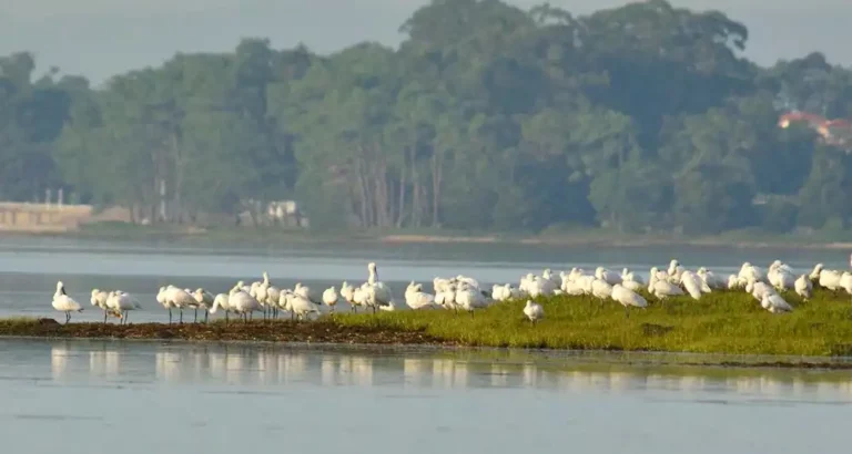 Conjunto de aves en el Complejo Intermareal Umia- O Grove