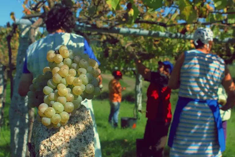 Trabajadores recogiendo las uvas