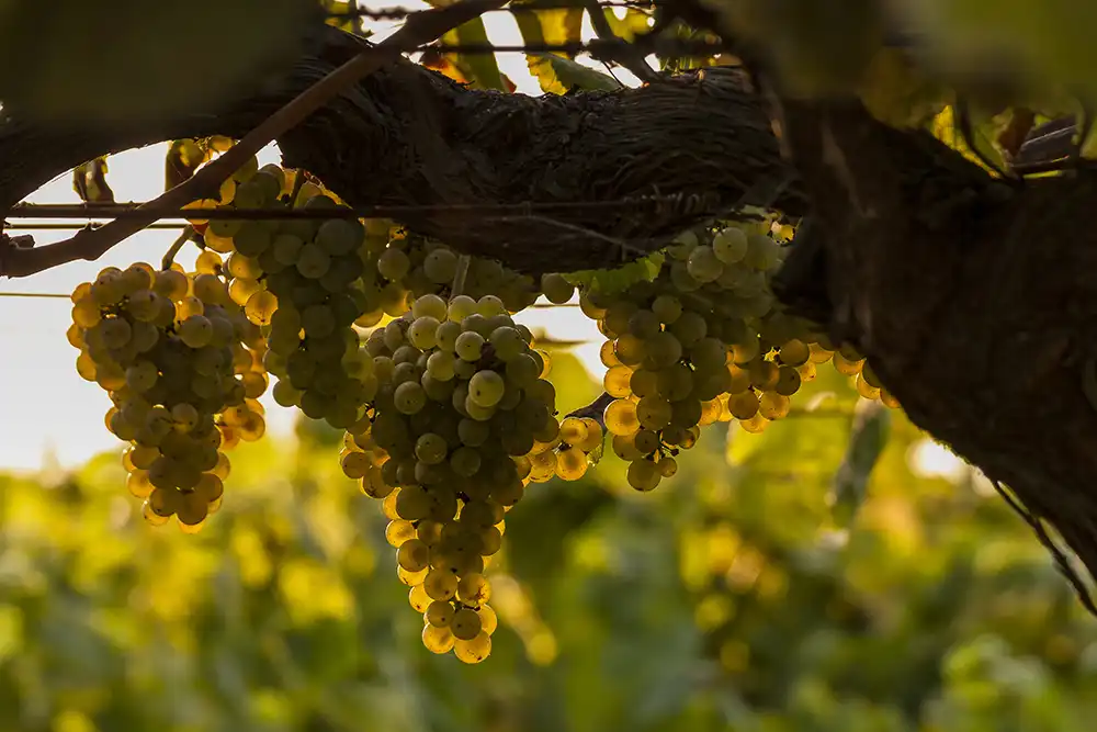 Racimos de uvas