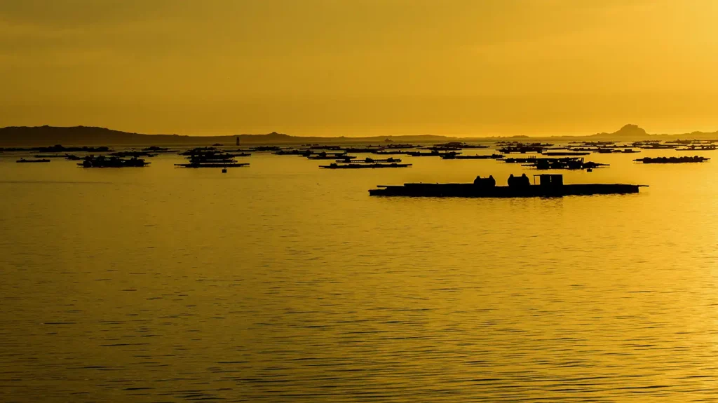 bateas de mejillon atardecer