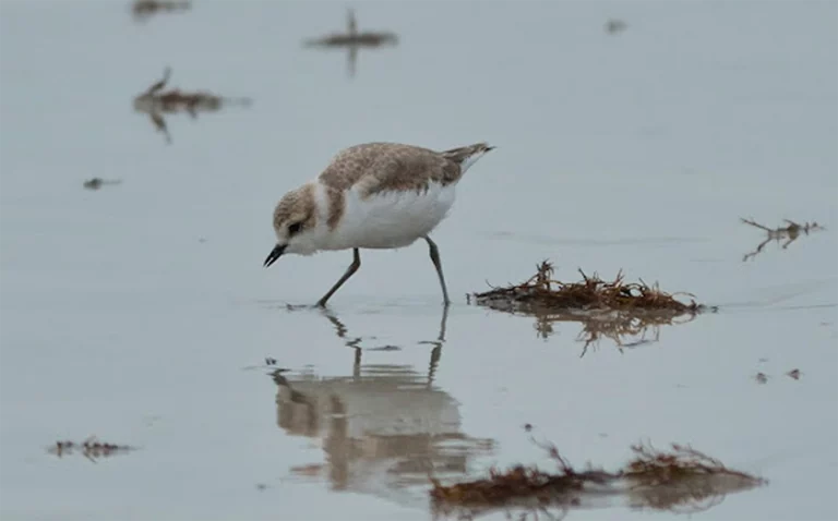 Ave limícola en humedal del Proyecto PIO en O Grove