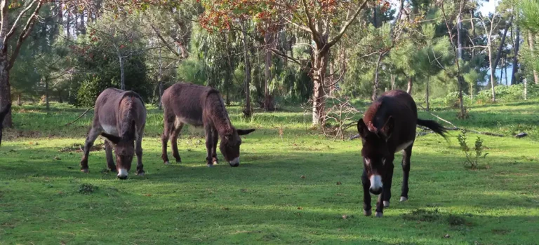 Burros pastando en un prado, relacionados con la Leyenda del Burro de O Grove