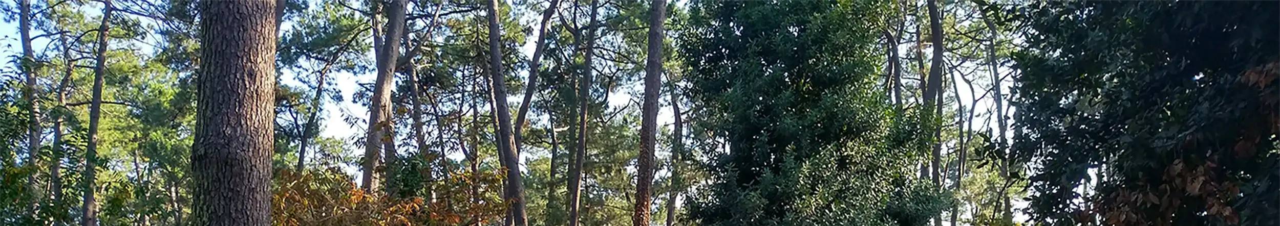 Bosque frondoso con altos árboles verdes, luz natural filtrándose entre las hojas y un ambiente sereno.