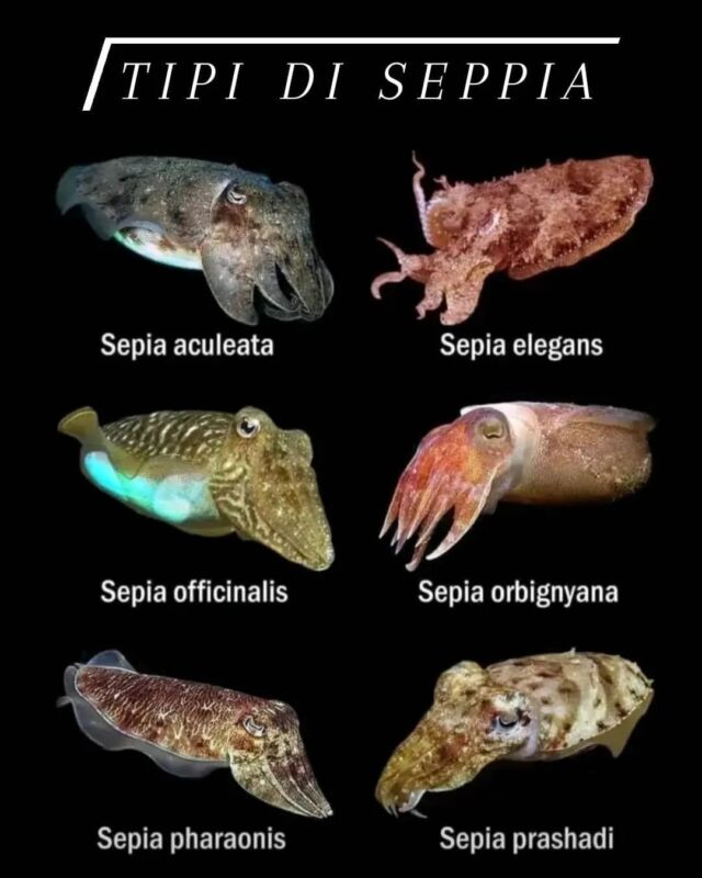 Good to know 🦑

#eging #fishing #pesca #squid #egingfishing #egi #egingworld #squidfishing #galicia #a #nautica #barco #sanxenxo #cebo #pinguinofishing #fishinglife #pescasub #yamashita #daiwa #eginggame #spinning #vacaciones #seabass #shimano #fish #calamari #portugal #love #pescadores #sea

Thanks to giammafishing
