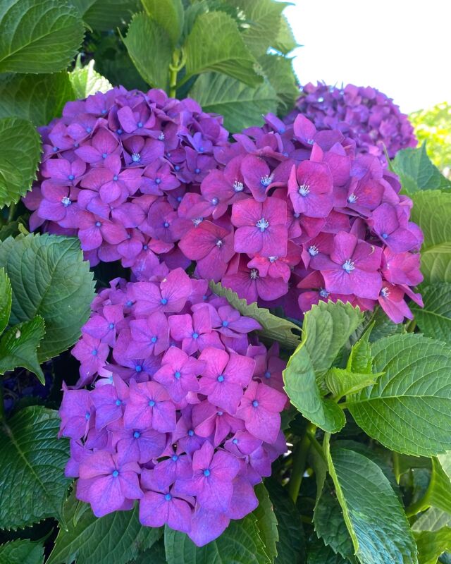 sᥙmmᥱr ρᥣᥱᥲsᥙrᥱs 🫶🏽💜💐🐙🐚☀️
•
•
•
 #galiciacalidade #galicia #paraisonatural #riasbaixas #ogrove #sanvicentedomar #illadearousa #sanxenxo #cambados #hortensien #pulpoafeira #hortensia #landscapes #visitspain #galicia_enamora #slowlife #slowtravel #igerspain #roadtrip #loves_galicia #galiciamaxica